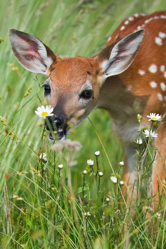 White-tailed Deer Fawn Sniffing Daisies, Shenandoah National Park, Virginia, United States.