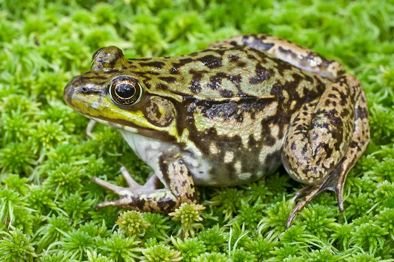 Adult Female Green Frog on Moss, Upstate New York, United States.