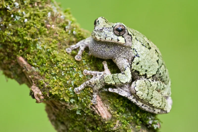 Gray Treefrog in a Green Color Phase on a Mossy Branch, Upstate New York, United States.