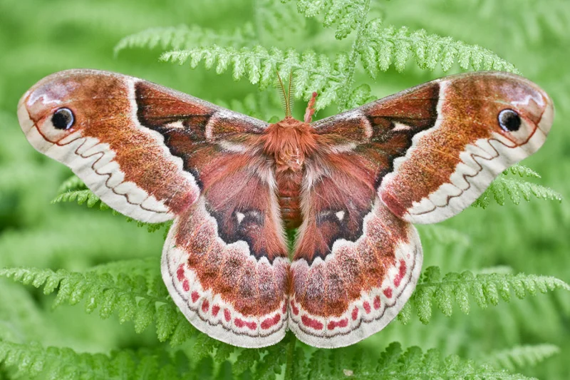 Promethea Moth on Ferns, Upstate New York, United States.
