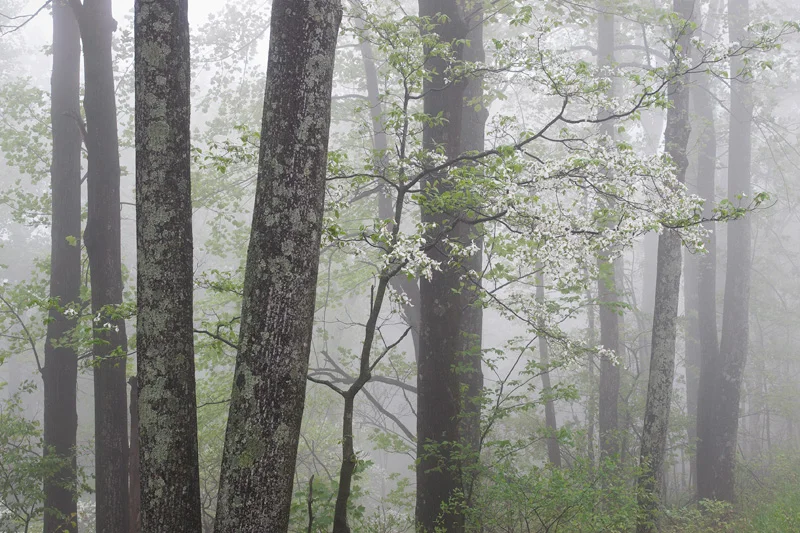 Spring Forest Foliage and Flowering Dogwood Trees in Fog, Shenandoah National Park, Virginia, United States.
