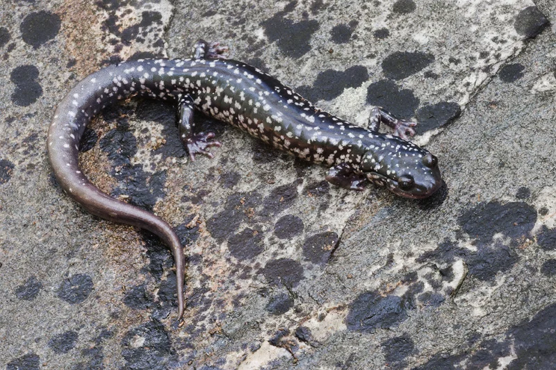 White-spotted Slimy Salamander (Plethodn cylindraceus), Virginia, United States.