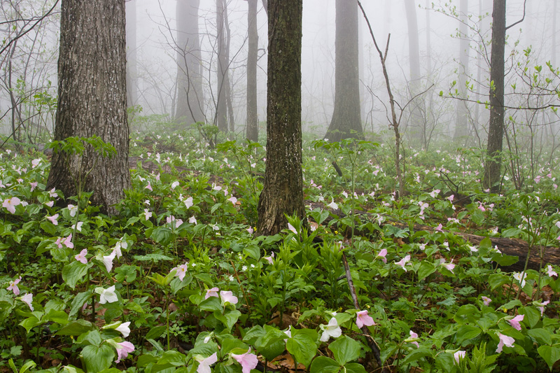 Large-flowered Trillium Blooming in the Fog, Thompson Wildlife Management Area, Virginia, United States.
