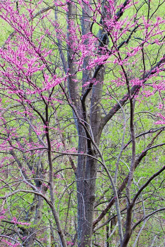 Eastern Redbud, Shenandoah National Park, Virginia, United States.
