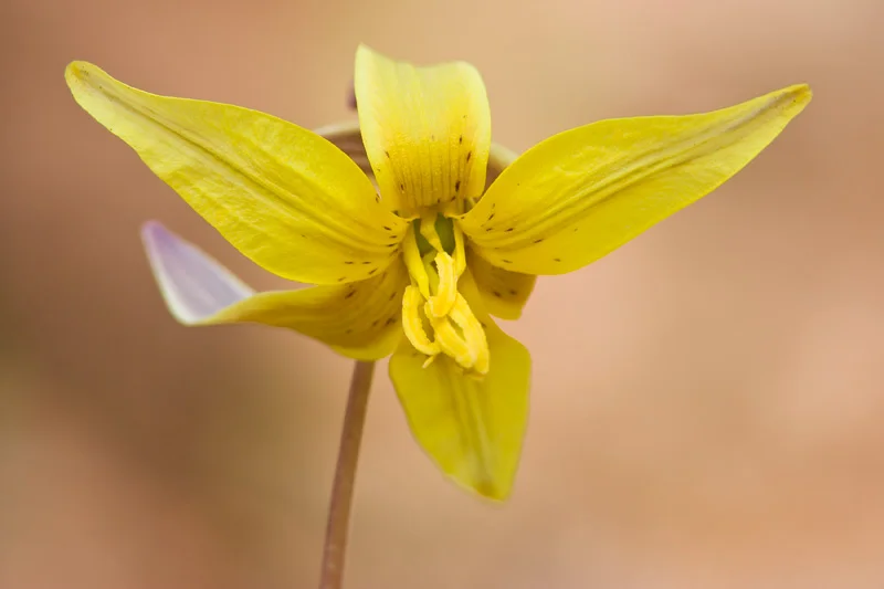 Yellow Trout Lily Flower in Bloom, Virginia, United States.