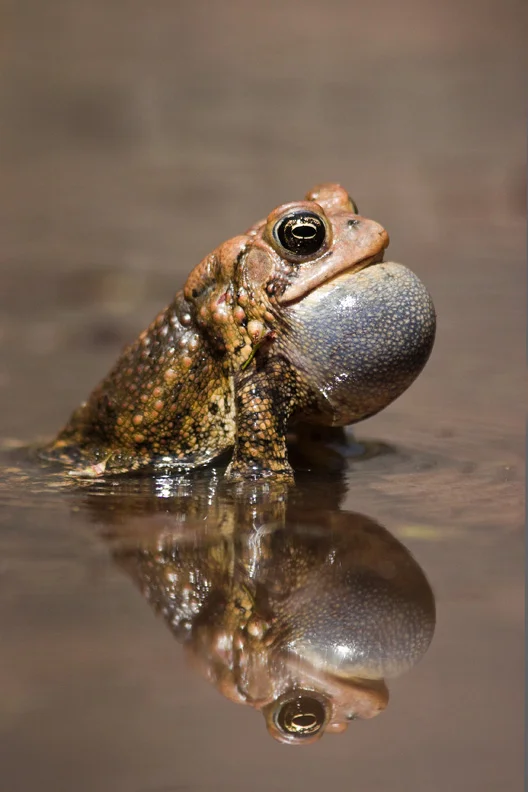 American Toad Calling, Bull Run Regional Park, Virginia, United States.