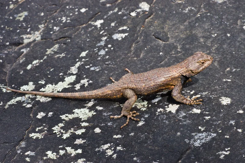 Eastern Fence Lizard, Bull Run Mountain Nature Preserve, Virginia, United States.