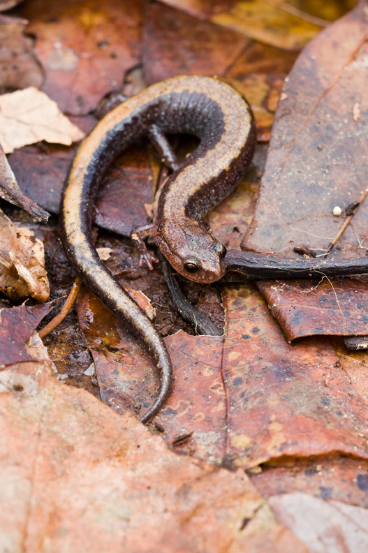 Red-backed Salamander on Leaves, Virginia, United States.