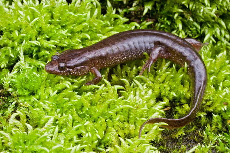 Northern Dusky Salamander on a Mossy Rock, Ellanor C. Lawrence Park, Virginia, United States.