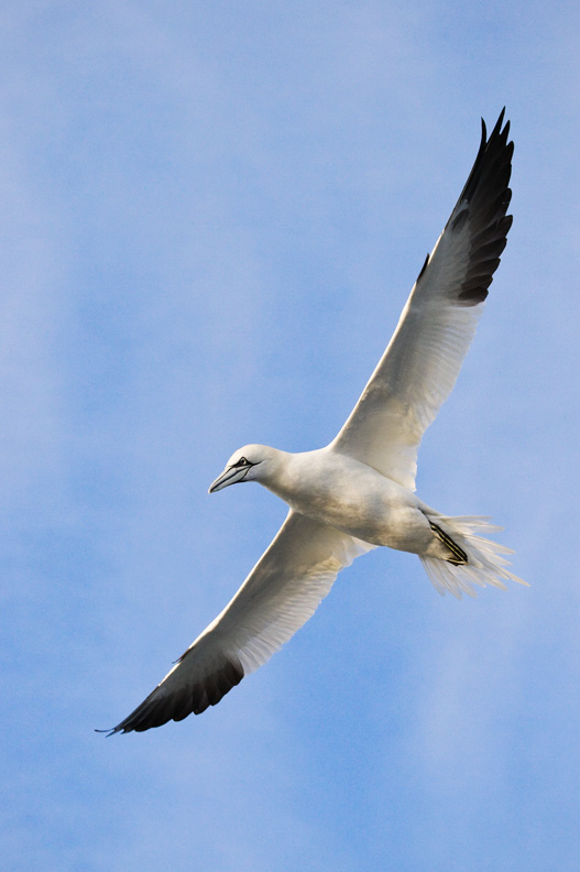 Northern Gannet Soaring in Front of Clouds, Delaware Bay, United States.