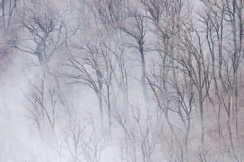 Foggy Forest, Shenandoah National Park, Virginia, United States.