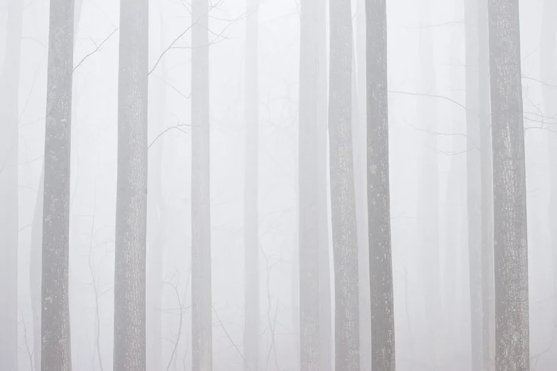 Foggy Forest in Shenandoah National Park, Virginia, United States.