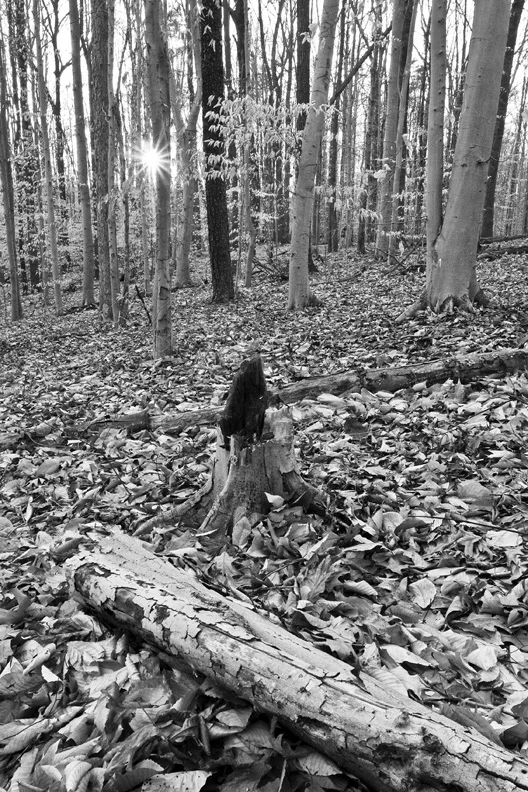 Sunburst in Beech Forest, Scott’s Run Nature Preserve, Virginia, United States.