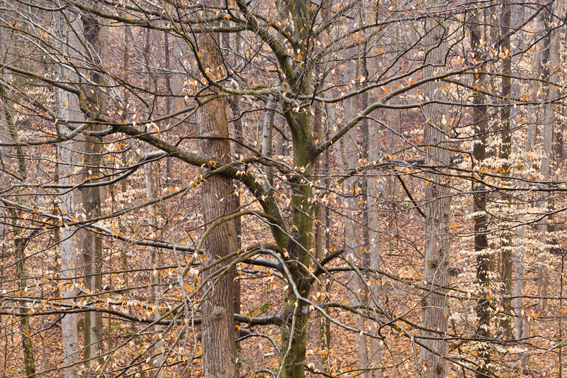 Beech Forest in Winter, Scott’s Run Nature Preserve, Virginia, United States.