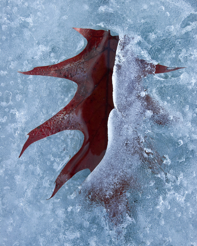 Oak Leaf Trapped in Ice, Taft Bay Park, Oneida Lake, Bernhard’s Bay, New York
