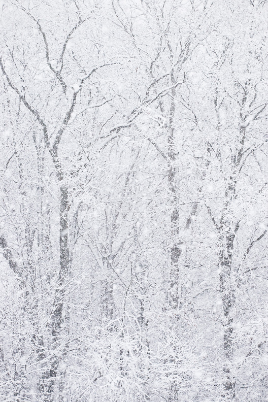 “The Storm” - Winter Forest in Heavy Snowfall, Manassas Battlefield, Manassas, Virginia