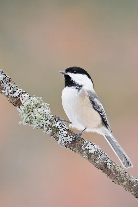Black-capped Chickadee on Lichen Covered Branch, Vienna, New York