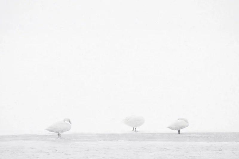 Tundra Swans in Whiteout, Oneida Lake, Bernhard’s Bay, New York