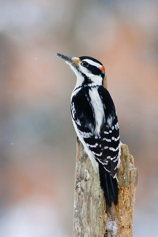 Male Hairy Woodpecker, Vienna, New York