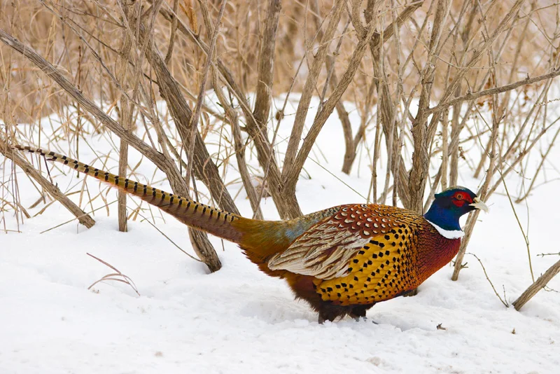 Male Ring-necked Pheasant, Lyme, New York