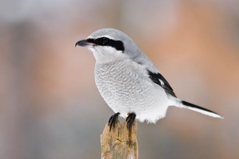 Adult Northern Shrike, Vienna, New York