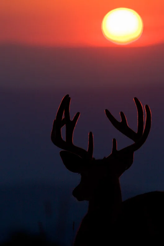 White-tailed Deer Buck Watching the Sunset, Shenandoah National Park, Virginia.