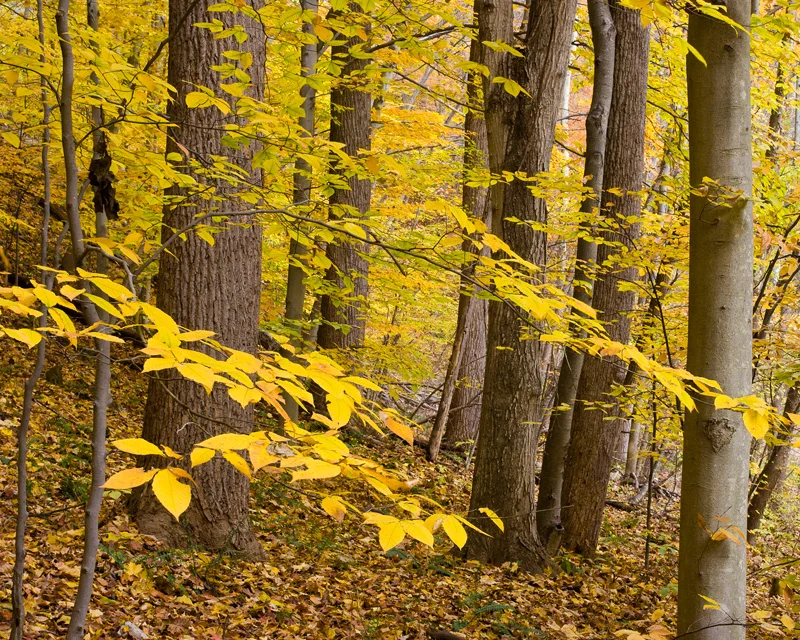 Autumn Beech Forest, Scott’s Run Nature Preserve, Virginia.
