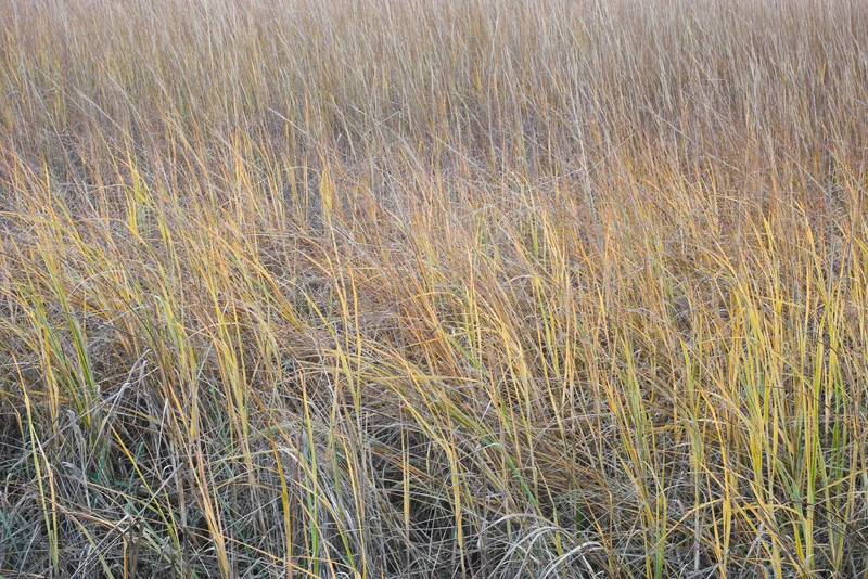Sandy Hook Salt Marsh, New Jersey