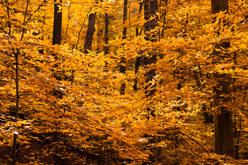 Autumn Beech Forest at Scott’s Run Nature Preserve, Virginia.