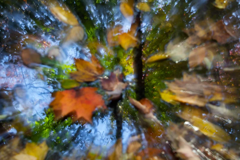 fallingleaves.jpg
