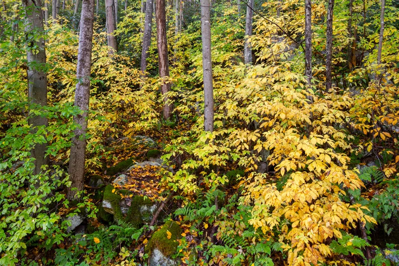 "Mountain Music" - A tapestry of trunks and fall foliage, New River Gorge National River, West Virginia.