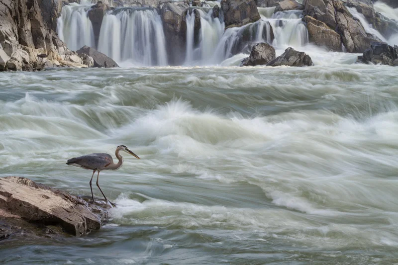 "Doubt Creeps" - Great blue heron fishing along the Potomac River, Great Falls National Park, Virginia.