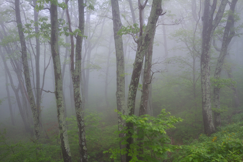 "Forgotten Forest" - A foggy day in the forests of Shenandoah National Park, Virginia.