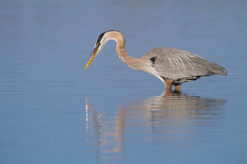 "Reflections Through a Fuzzy Lens" - Great blue heron fishing for minnows, Fort De Soto Park, Florida.