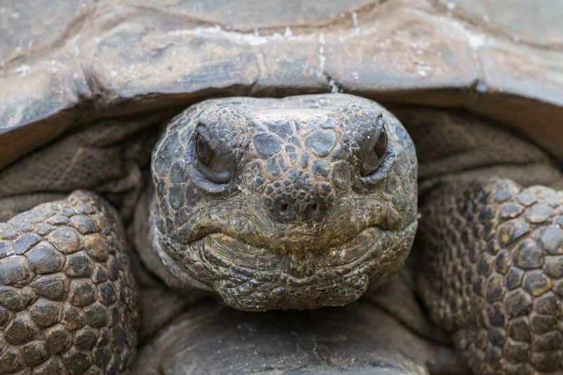 "Gus" - Portrait of a gopher tortoise, Florida.