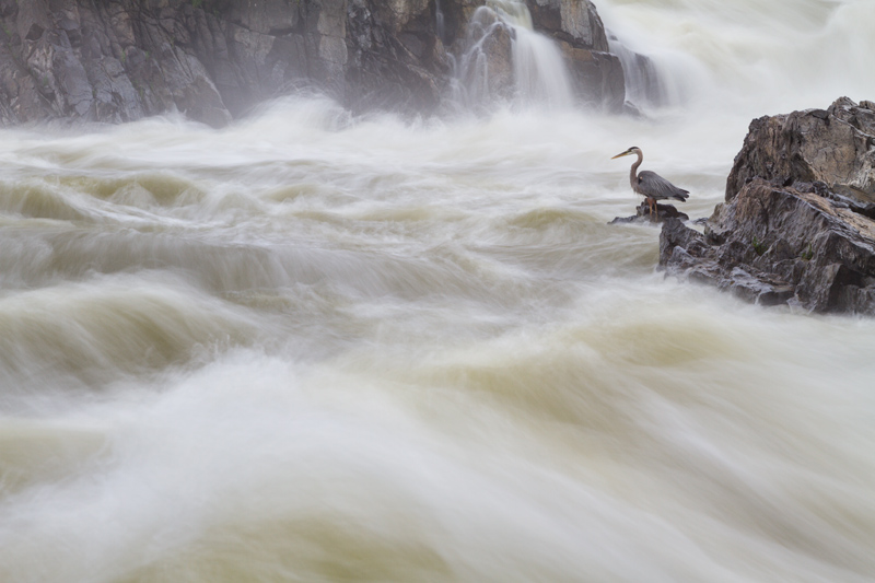 "Losing Control" - A great blue heron standing next to wild whitewater along the Potomac River, Great Falls National Park, Virginia. 