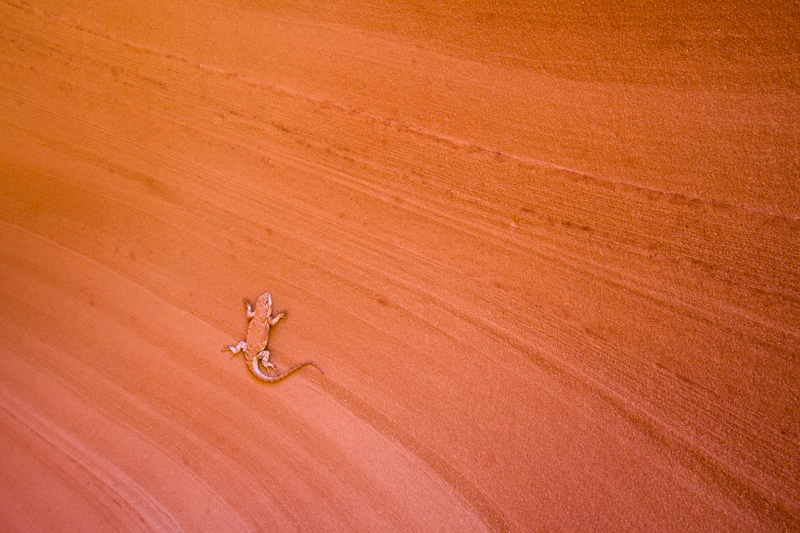 "Fire Lizard" - A lizard on sandstone in a remote slot canyon, Arizona.