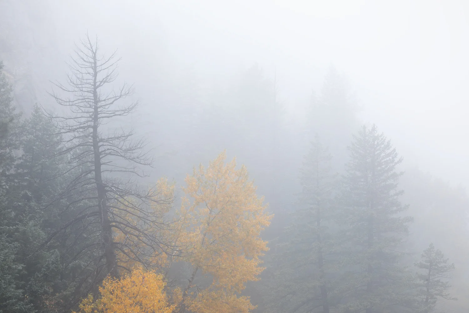 “Blaze in the Canyon” - A lone yellow cottonwood glows among evergreen trees during a foggy autumn day in Boulder Canyon, Colorado.