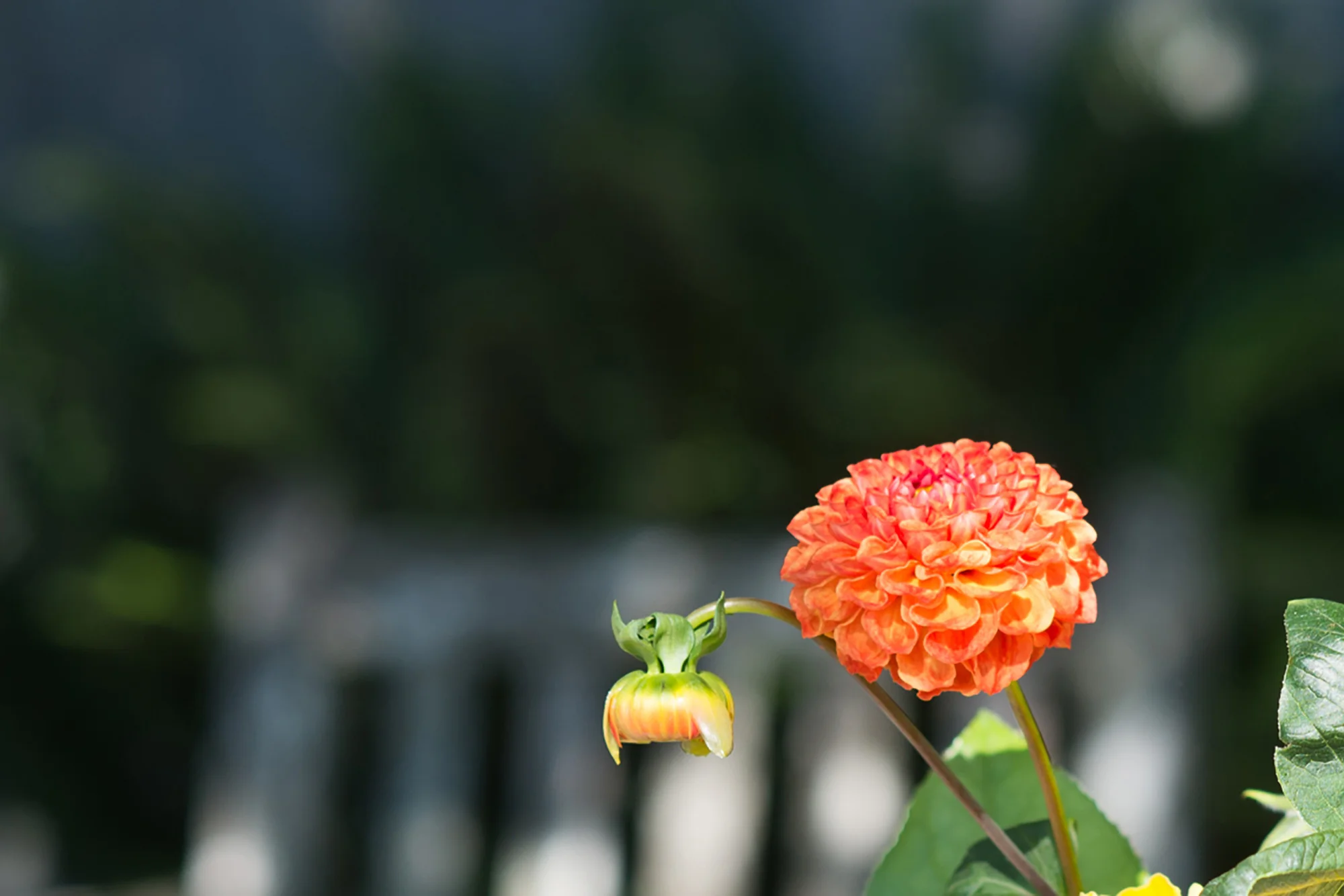 Bright flower