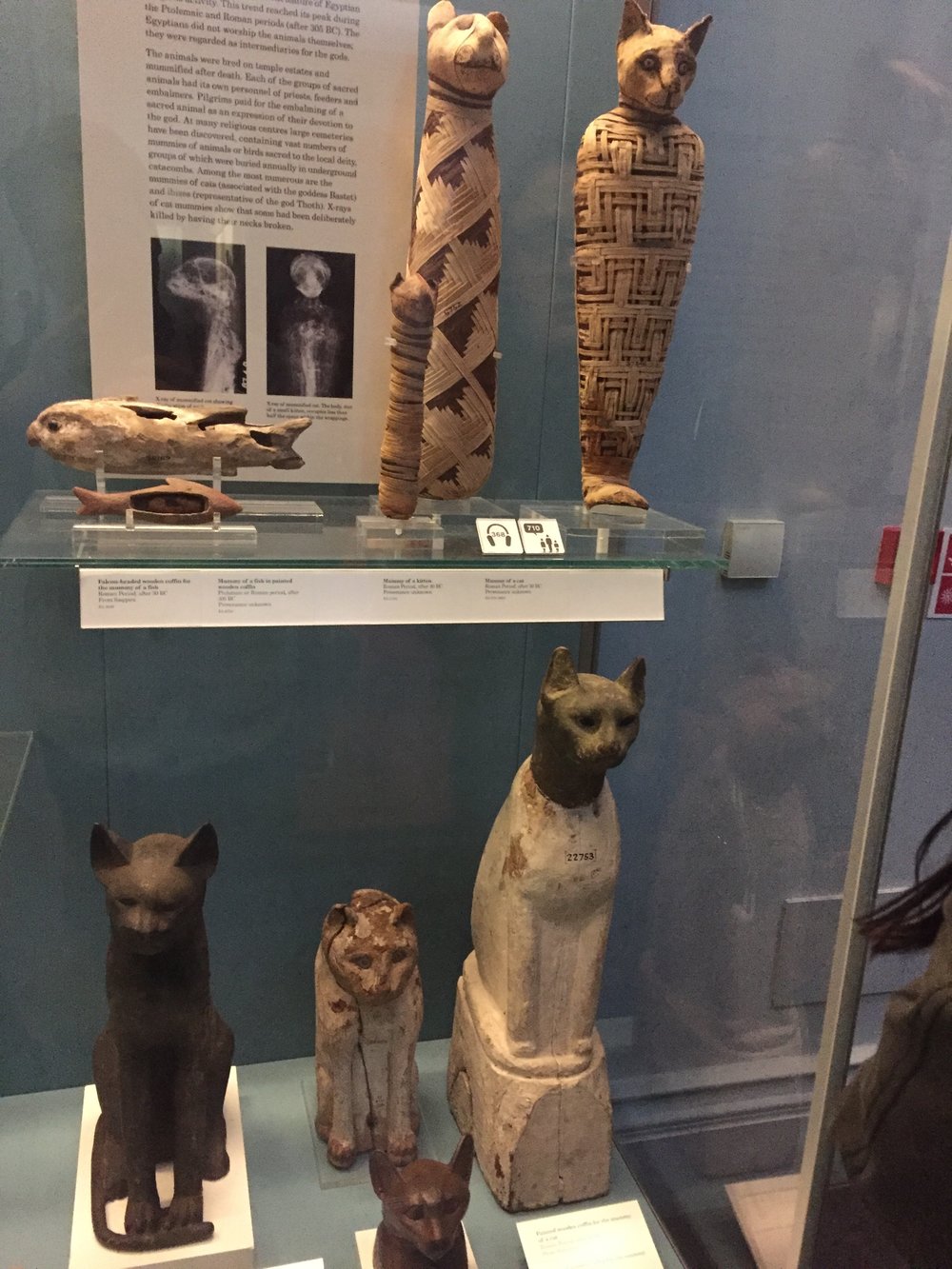 Extremely Rare Egyptian Cat Mummies