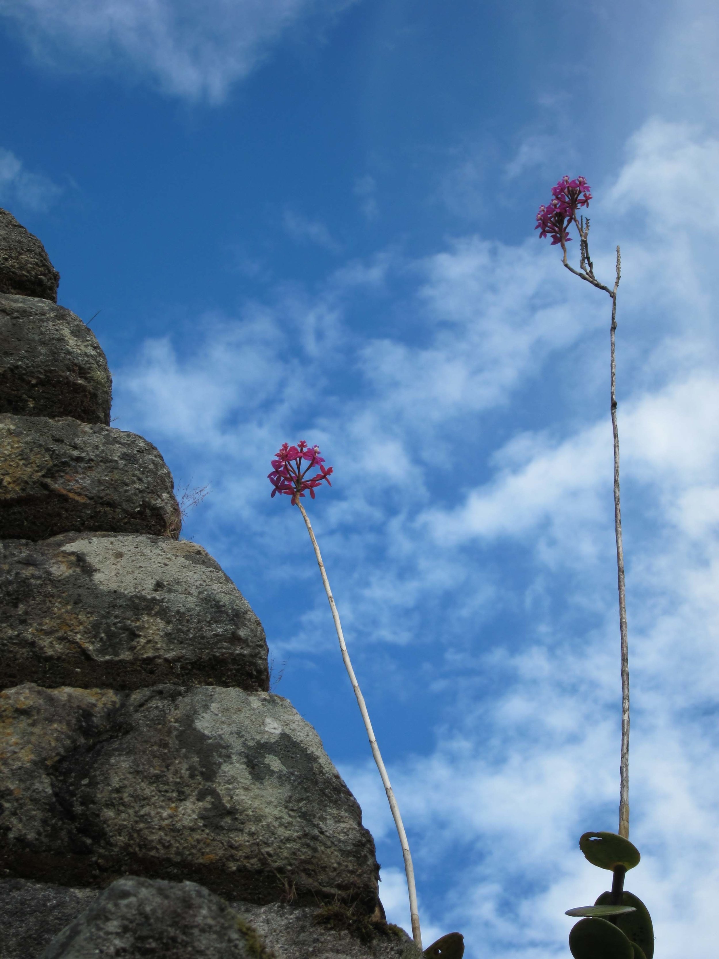   Epidendrum secundum, Wiñay Wayna  