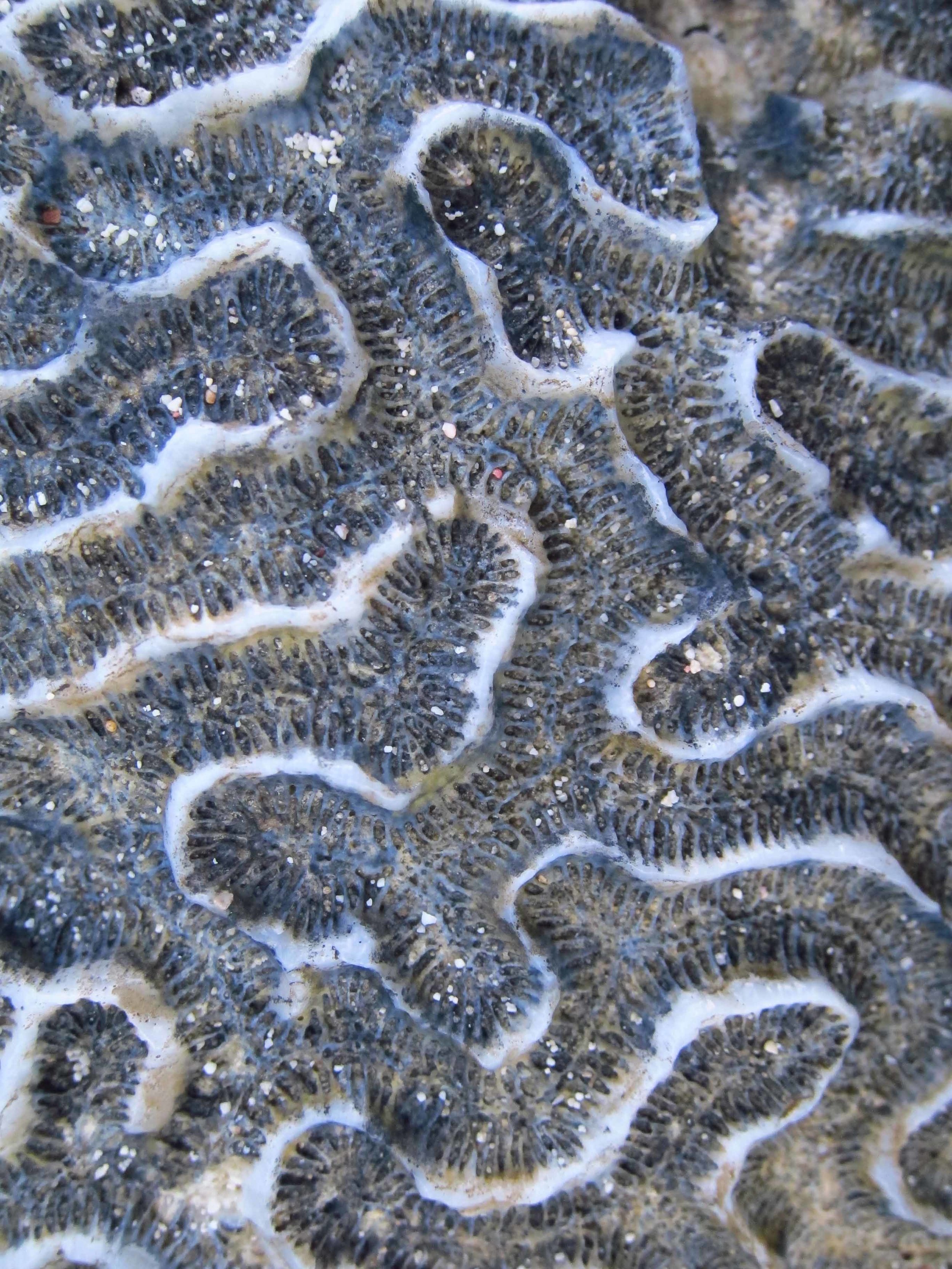   Brain Coral, New Providence  