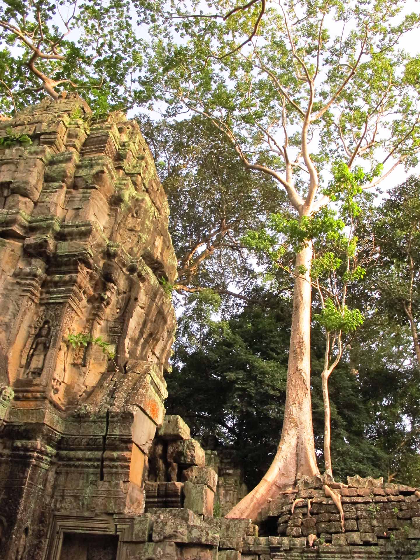   Ta Prohm, Angkor Wat  