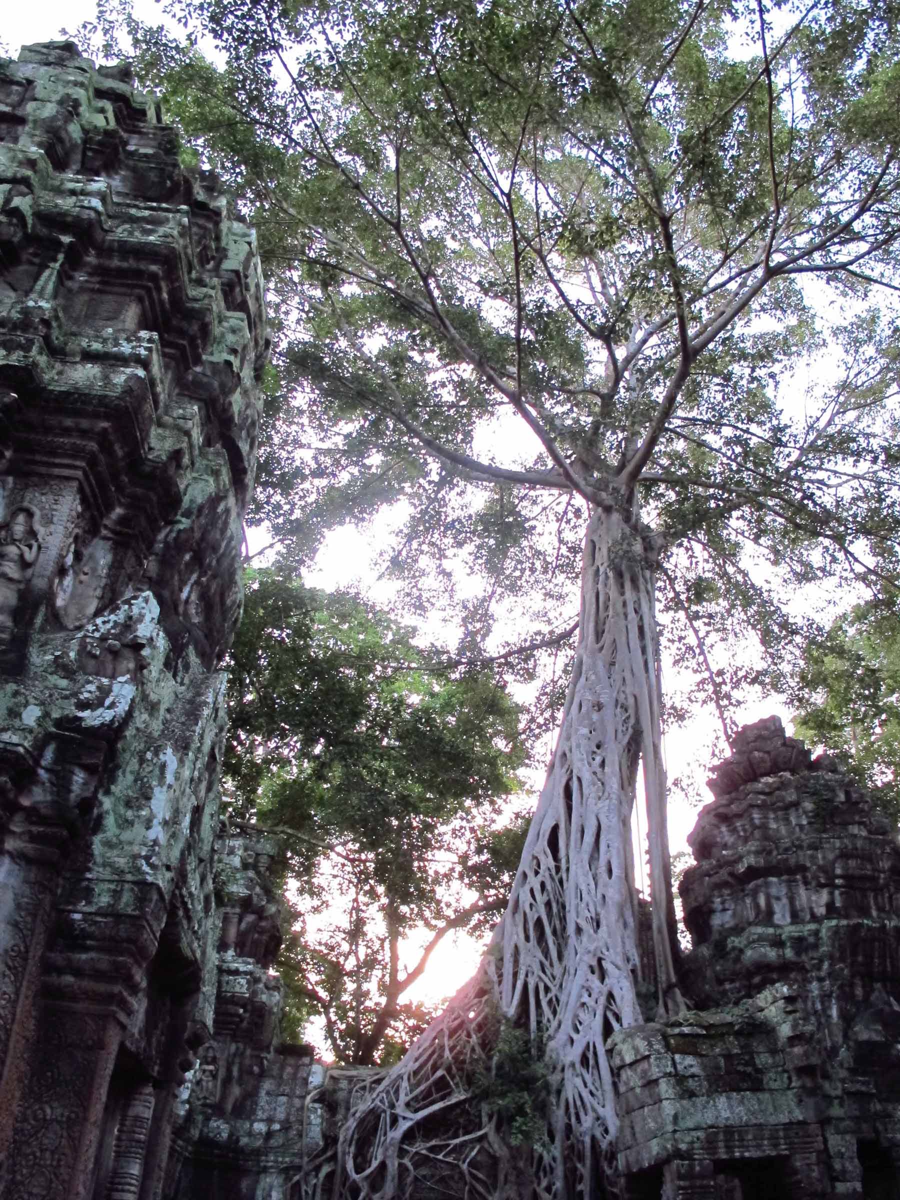   Ta Prohm, Angkor Wat  