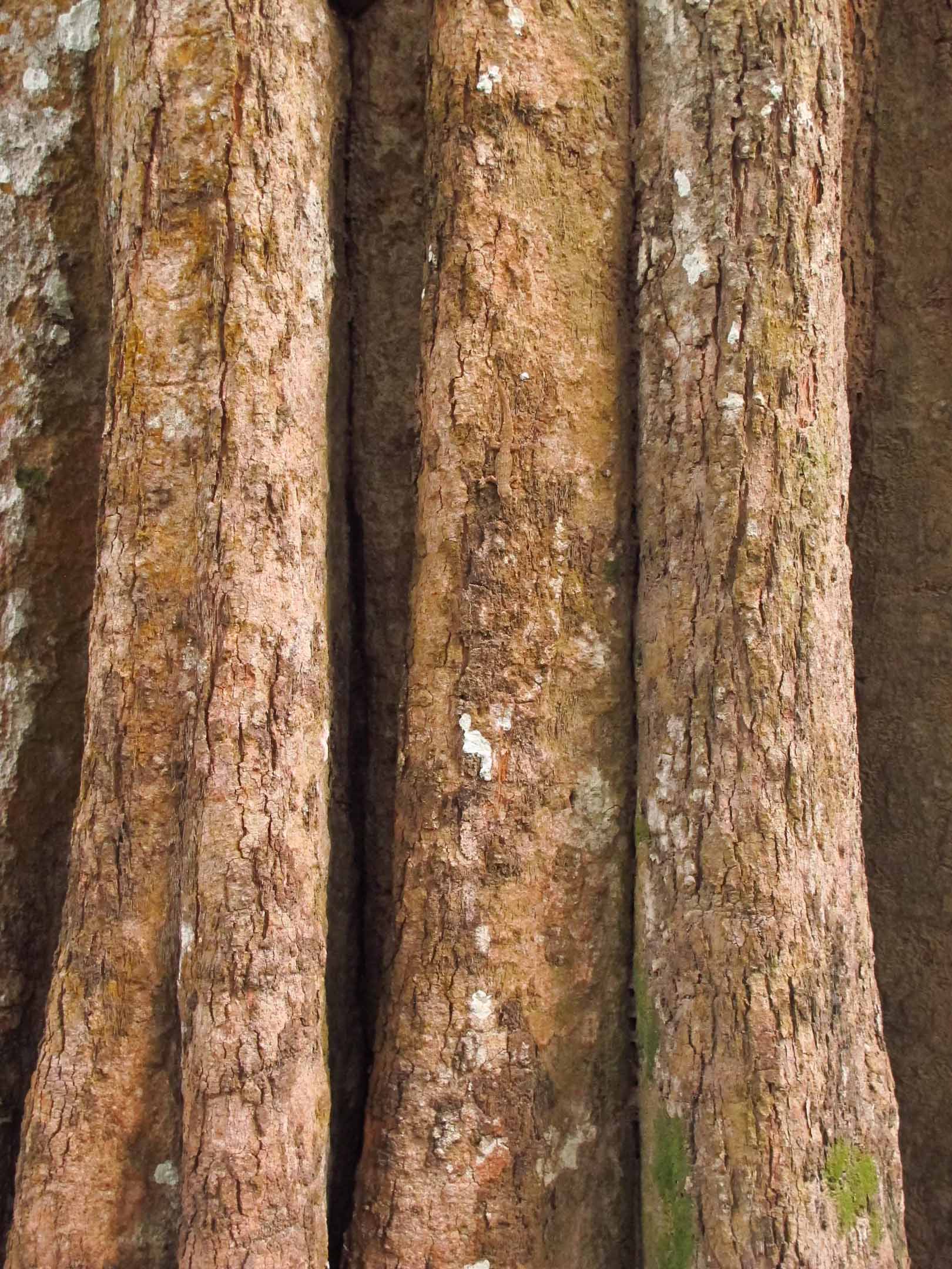   Lizard, Ta Prohm, Angkor Wat  