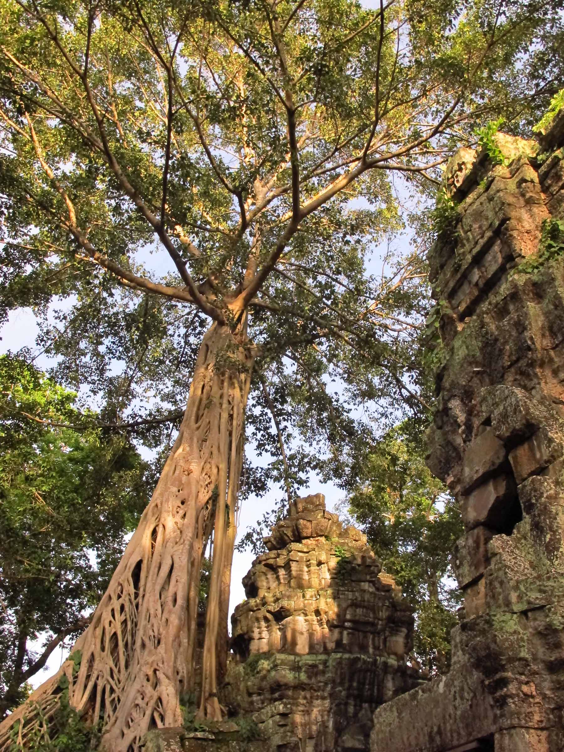   Ta Prohm, Angkor Wat  