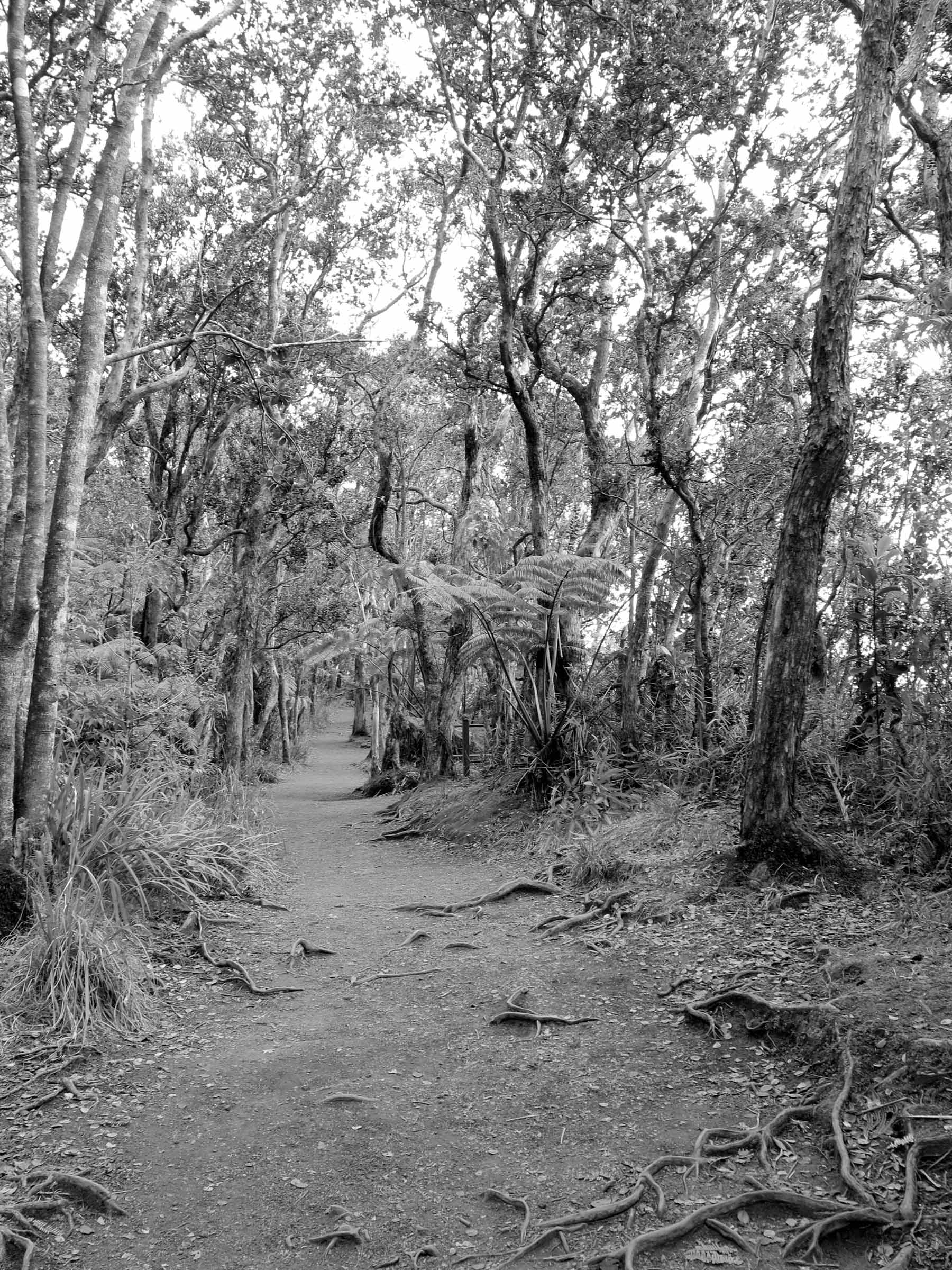   Hawaii Volcanoes National Park  