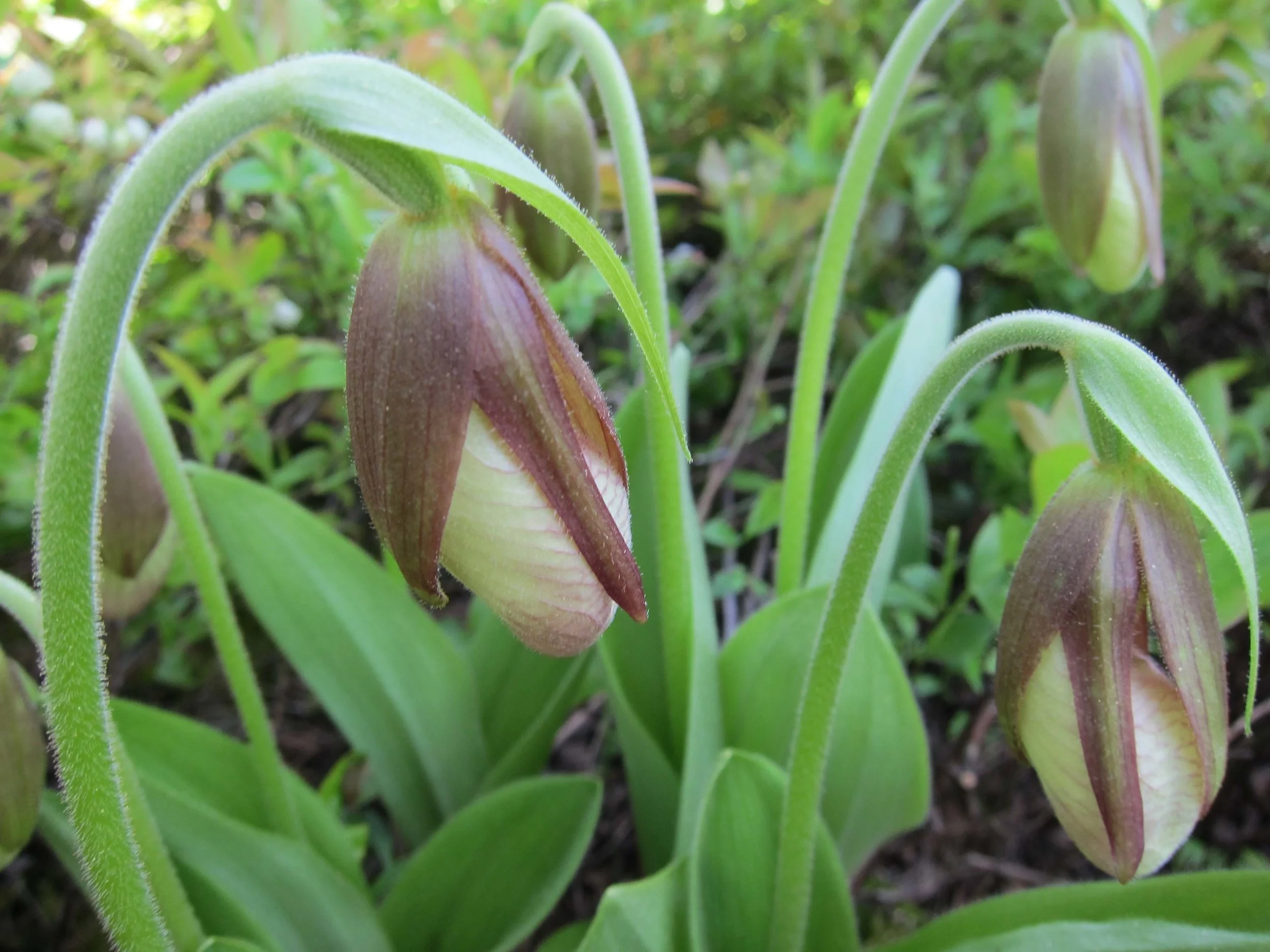 Cypripedium acaule