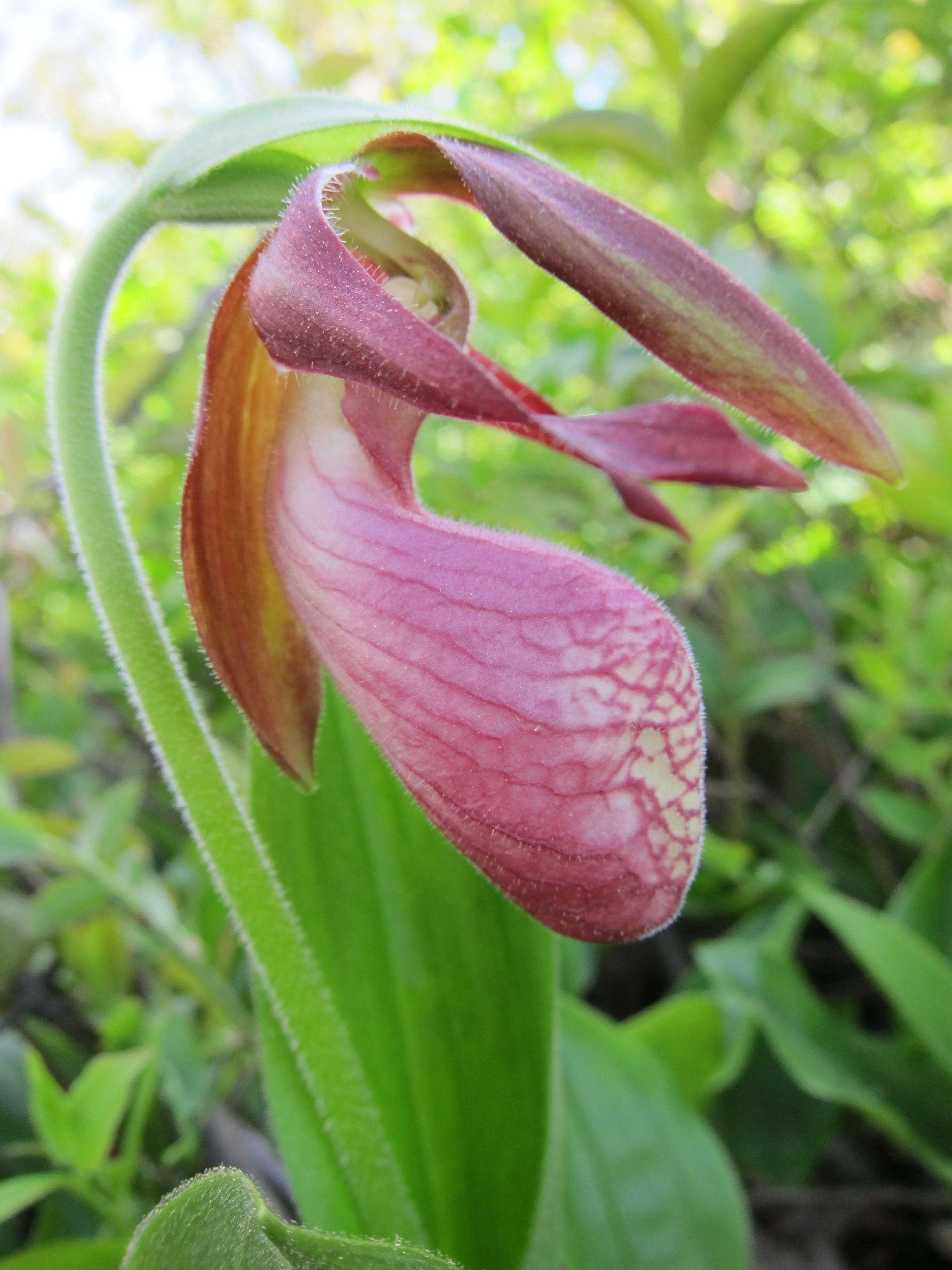    Cypripedium acaule   