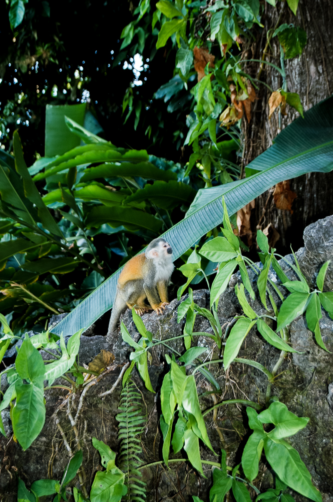 Titi Monkey